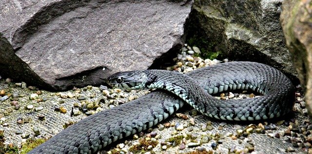 grass snake g2accbef96 640