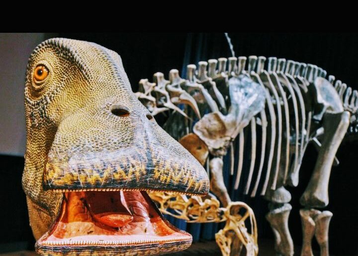 What dinosaur has 500 Teeth Nigersaurus