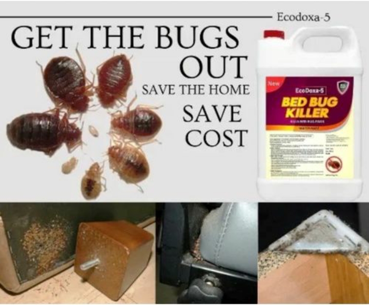 Ecodoxa 5 bedbugs removal